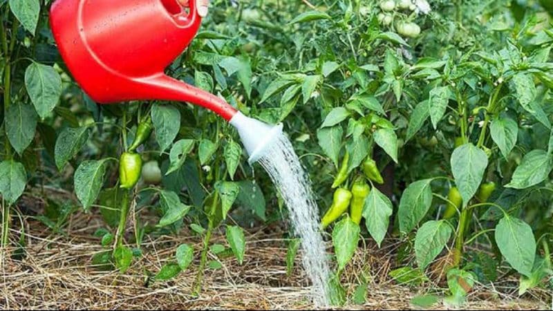 How often to water peppers in a greenhouse: a guide to proper watering for high yields