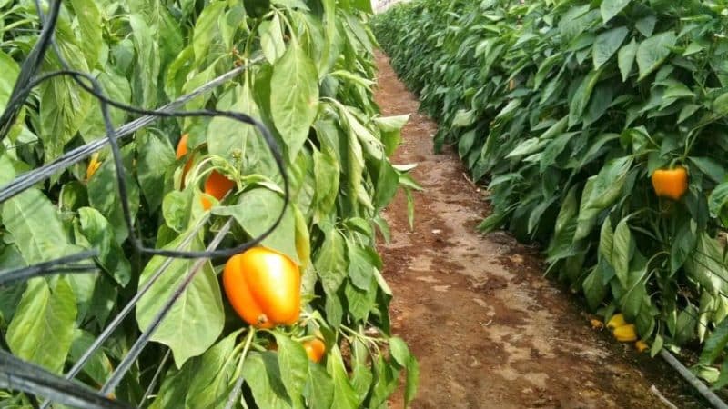 How often to water peppers in a greenhouse: a guide to proper watering for high yields