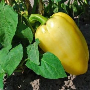 How often to water peppers in a greenhouse: a guide to proper watering for high yields