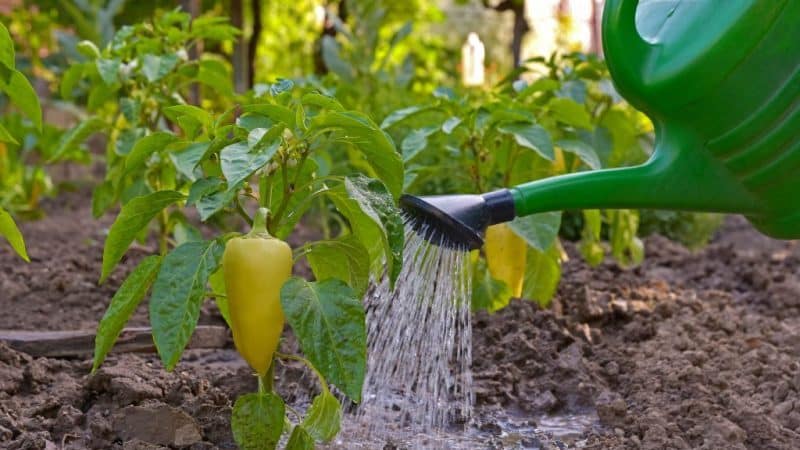 How often to water peppers in a greenhouse: a guide to proper watering for high yields