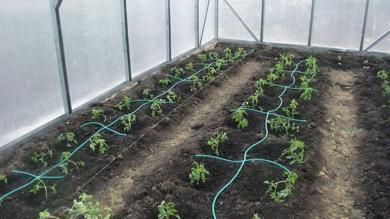How often to water peppers in a greenhouse: a guide to proper watering for high yields