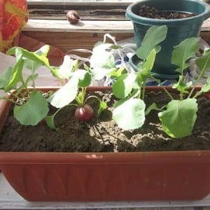 How to properly grow radishes on a windowsill in winter: step-by-step instructions and useful tips