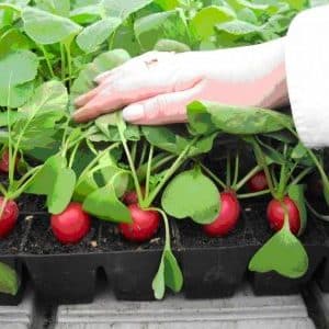 How to properly grow radishes on a windowsill in winter: step-by-step instructions and useful tips