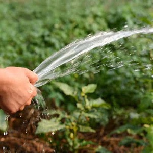 How to water a pumpkin in open ground: step-by-step instructions for beginner gardeners