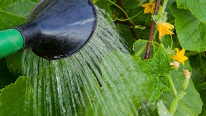 How to water a pumpkin in open ground: step-by-step instructions for beginner gardeners