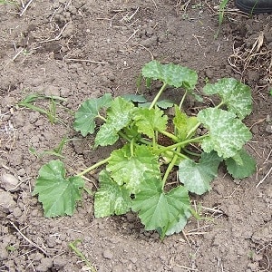 How to water a pumpkin in open ground: step-by-step instructions for beginner gardeners