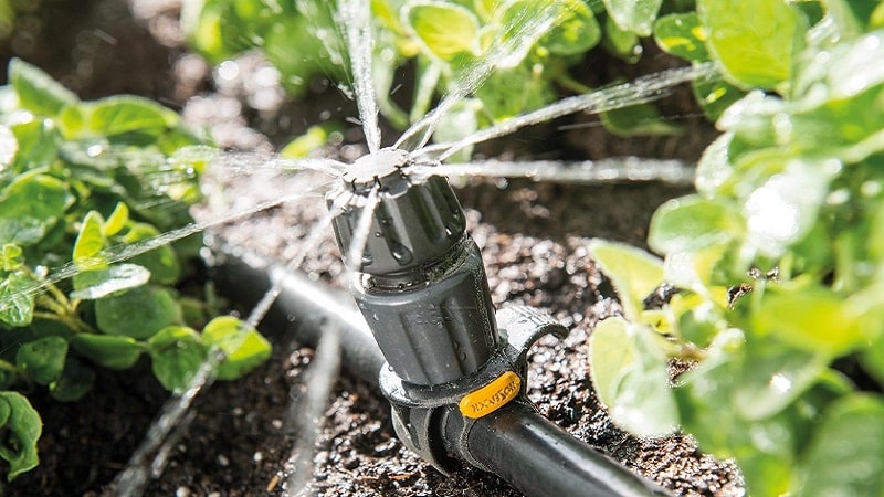 How to water a pumpkin in open ground: step-by-step instructions for beginner gardeners