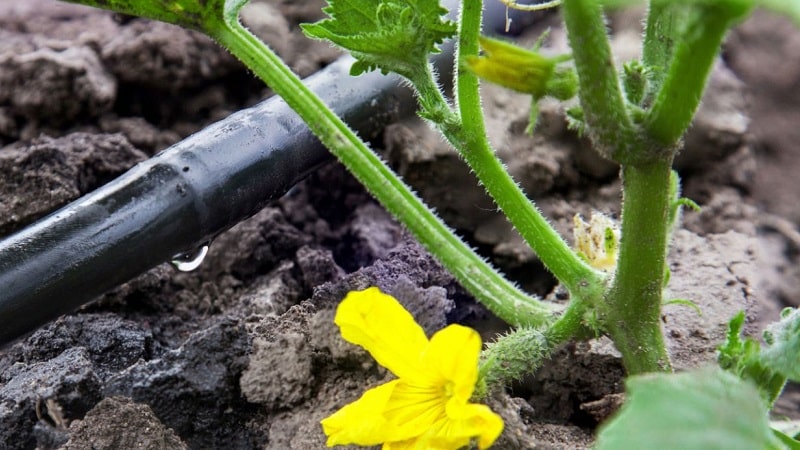 How to water a pumpkin in open ground: step-by-step instructions for beginner gardeners