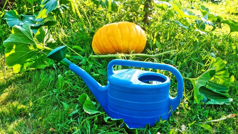 How to water a pumpkin in open ground: step-by-step instructions for beginner gardeners