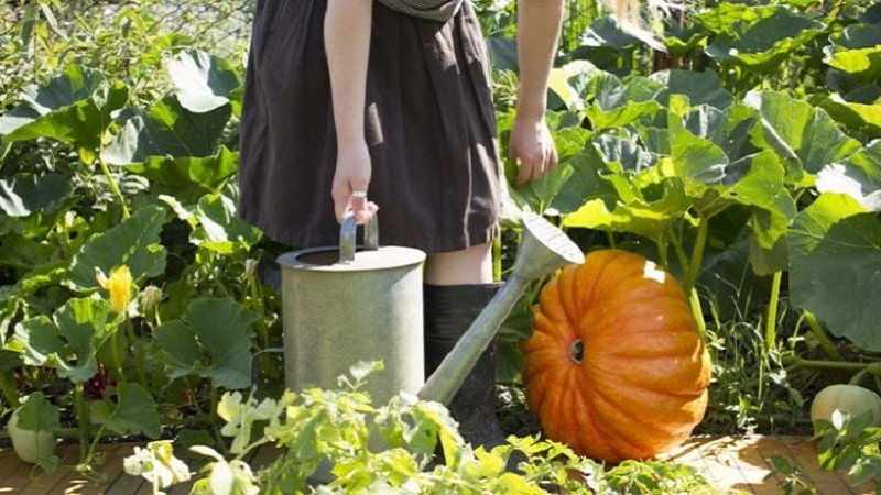 How to water a pumpkin in open ground: step-by-step instructions for beginner gardeners
