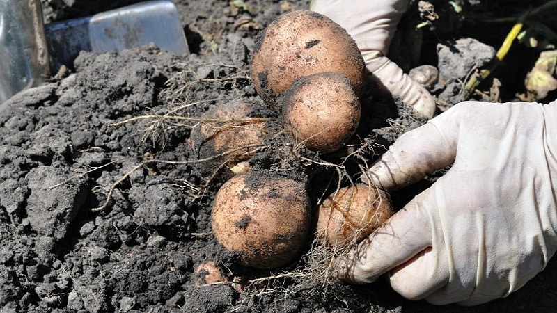 Mid-early table variety of Romano potatoes from Dutch breeders