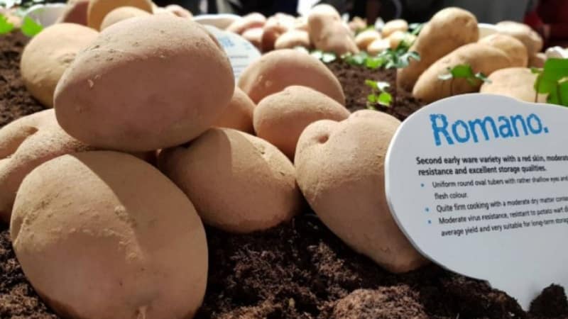 Mid-early table variety of Romano potatoes from Dutch breeders