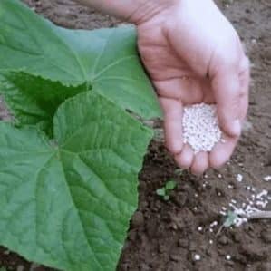 Why cucumbers don’t grow in a greenhouse and how to effectively deal with this problem