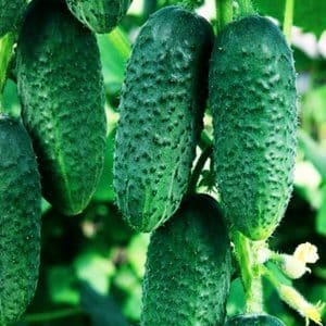 Why cucumbers don’t grow in a greenhouse and how to effectively deal with this problem