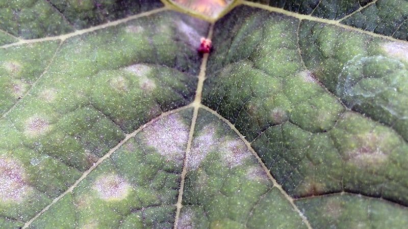 Why cucumbers don’t grow in a greenhouse and how to effectively deal with this problem