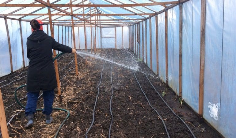 Why cucumbers don’t grow in a greenhouse and how to effectively deal with this problem