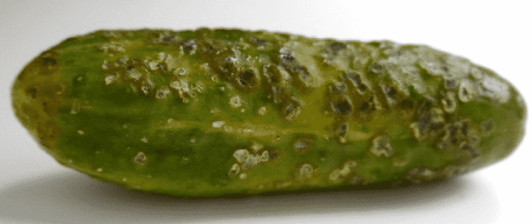 Why cucumbers don’t grow in a greenhouse and how to effectively deal with this problem