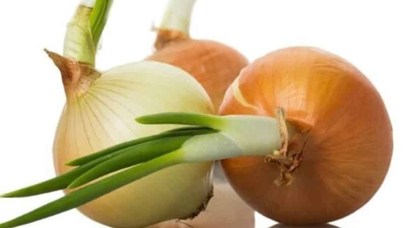 High-yielding Shetana onion variety for long-term storage