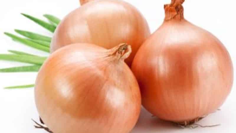 High-yielding Shetana onion variety for long-term storage