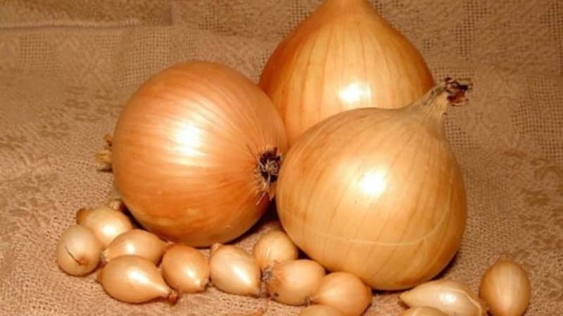 High-yielding Shetana onion variety for long-term storage