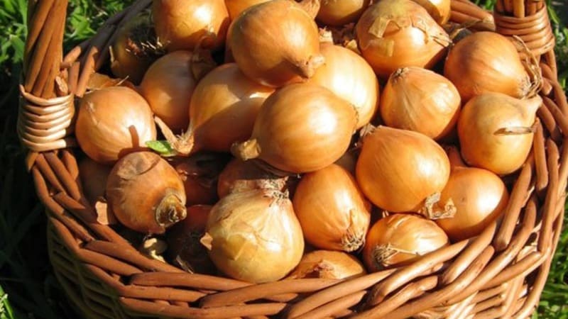 High-yielding Shetana onion variety for long-term storage