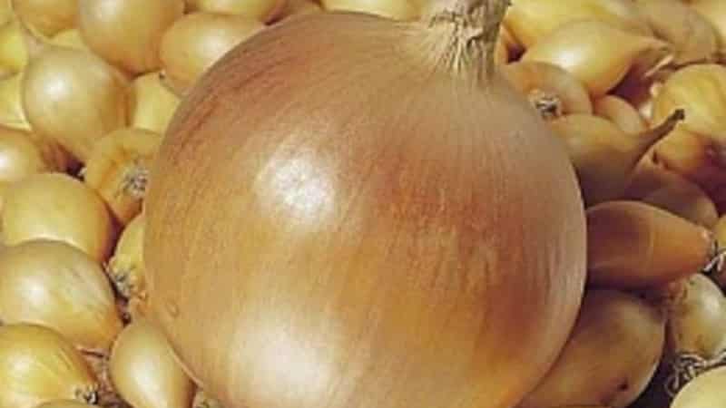 High-yielding Shetana onion variety for long-term storage