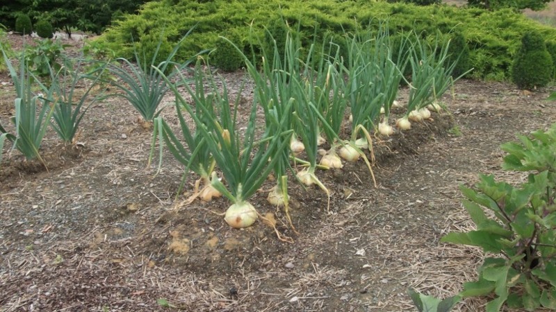 High-yielding Shetana onion variety for long-term storage