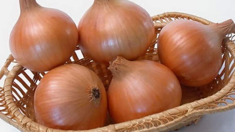 High-yielding Shetana onion variety for long-term storage