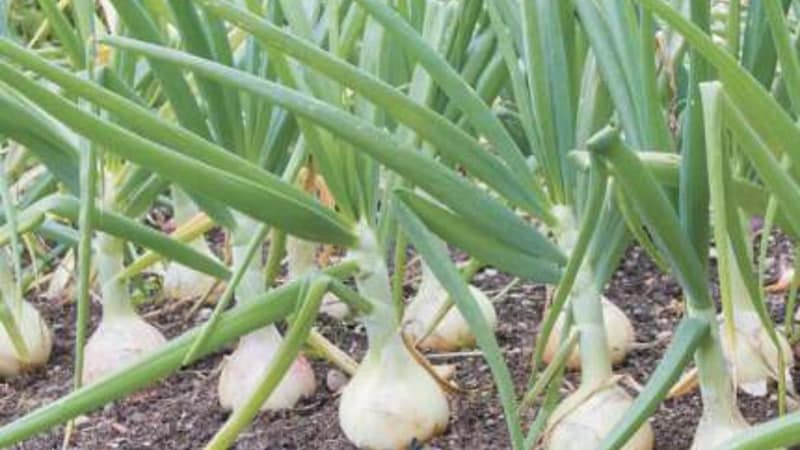 High-yielding Shetana onion variety for long-term storage