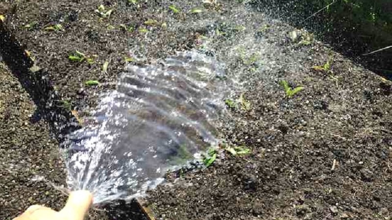 Rules and nuances of watering beets: a step-by-step guide for novice vegetable growers