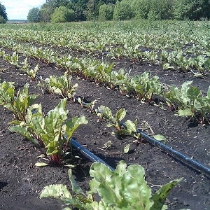 Rules and nuances of watering beets: a step-by-step guide for novice vegetable growers