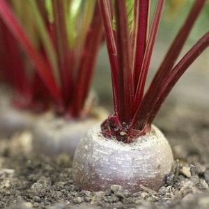 Rules and nuances of watering beets: a step-by-step guide for novice vegetable growers