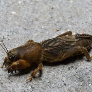 Saving the harvest from uninvited guests: how to find out who is nibbling beets in the garden and defeating the pest quickly and easily