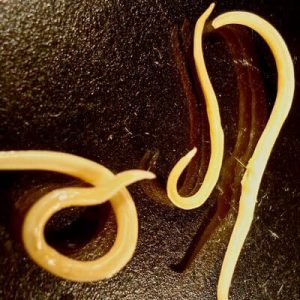 Saving the harvest from uninvited guests: how to find out who is nibbling beets in the garden and defeating the pest quickly and easily