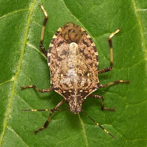 Saving the harvest from uninvited guests: how to find out who is nibbling beets in the garden and defeating the pest quickly and easily