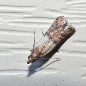 Saving the harvest from uninvited guests: how to find out who is nibbling beets in the garden and defeating the pest quickly and easily