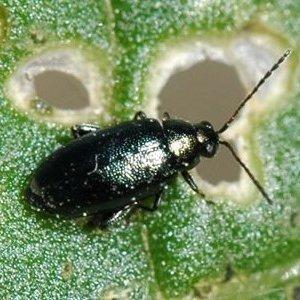 Saving the harvest from uninvited guests: how to find out who is nibbling beets in the garden and defeating the pest quickly and easily