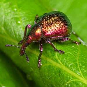Saving the harvest from uninvited guests: how to find out who is nibbling beets in the garden and defeating the pest quickly and easily