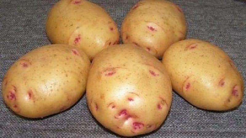 Unique in appearance and excellent in taste, the Picasso potato variety from Holland