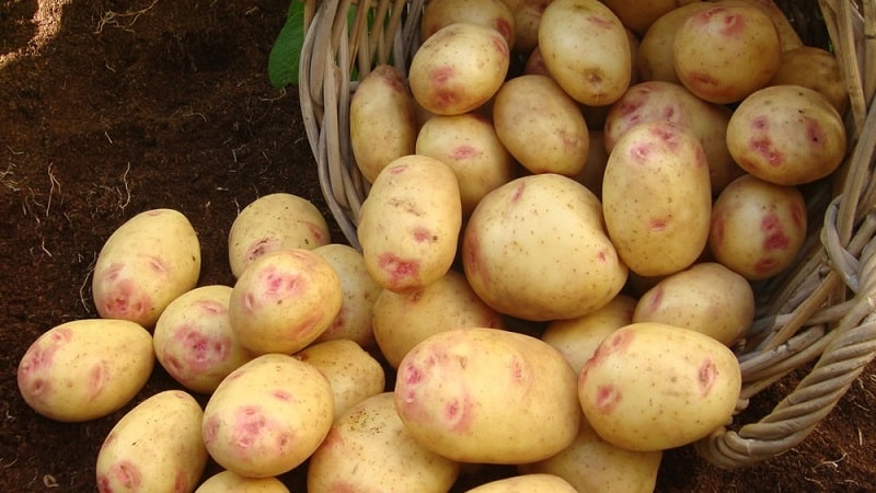 Unique in appearance and excellent in taste, the Picasso potato variety from Holland