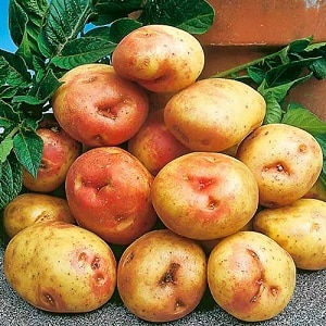 Unique in appearance and excellent in taste, the Picasso potato variety from Holland