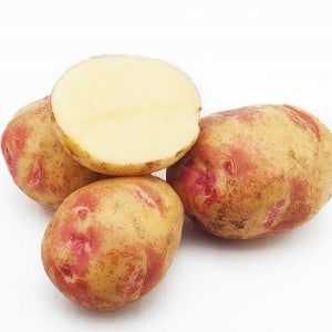 Unique in appearance and excellent in taste, the Picasso potato variety from Holland