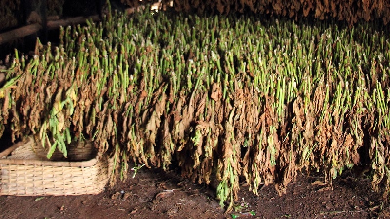 A Step-by-Step Guide to Growing Virginia 202 Tobacco