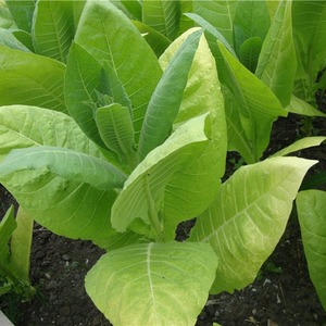 A Step-by-Step Guide to Growing Virginia 202 Tobacco