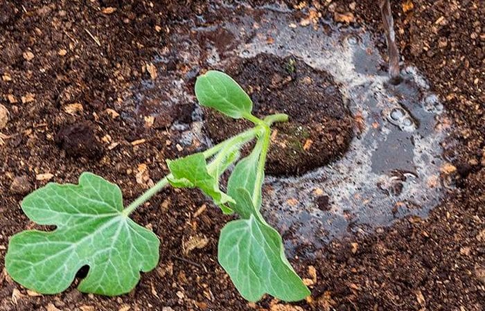 How to water watermelons in open ground: frequency and rules of watering