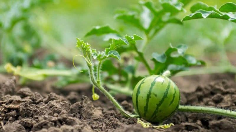 How to water watermelons in open ground: frequency and rules of watering