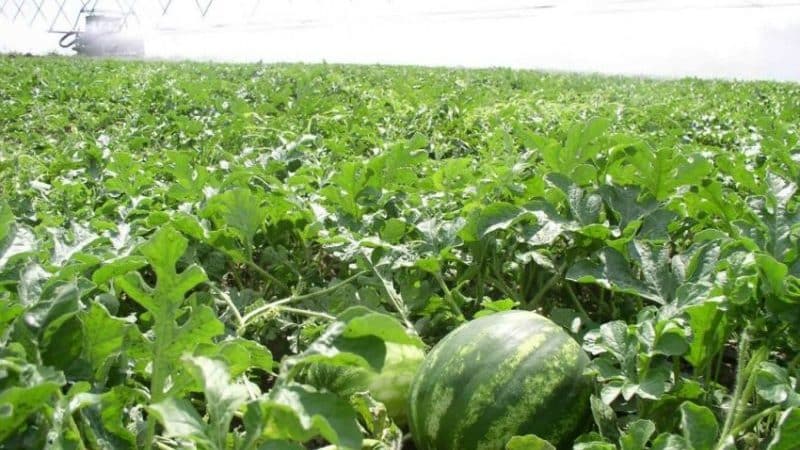 How to water watermelons in open ground: frequency and rules of watering