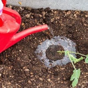 How to water watermelons in open ground: frequency and rules of watering