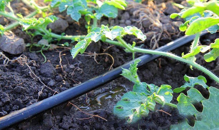 How to water watermelons in open ground: frequency and rules of watering