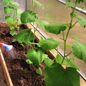 How to water cucumbers in a polycarbonate greenhouse: instructions and basic rules